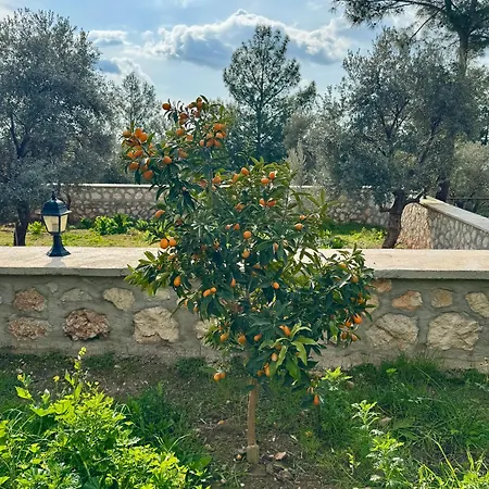 Olive Branch Вилла *